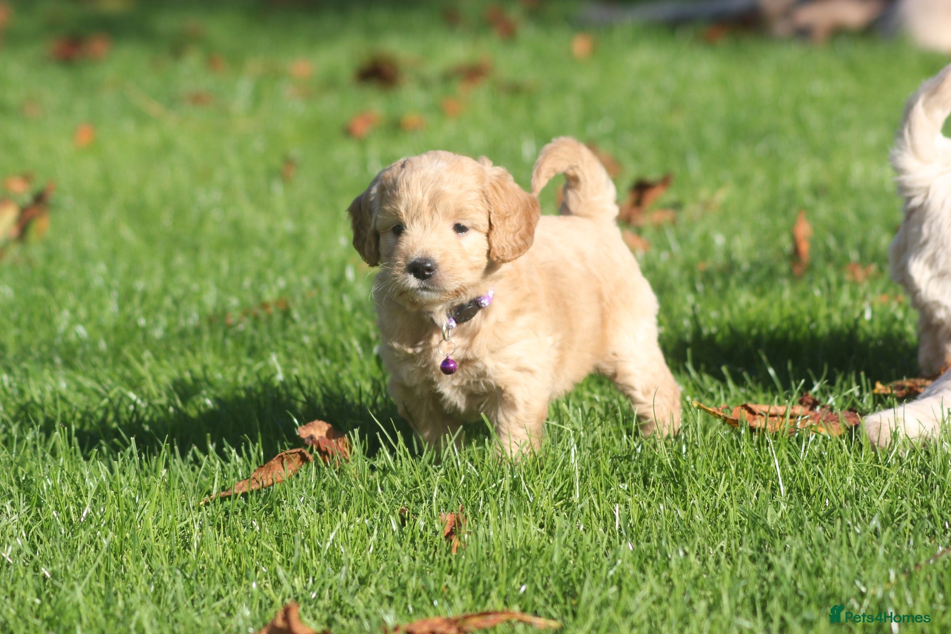 Mini Goldendoodle dogs Beautiful F1 Goldendoodles - Advert 2