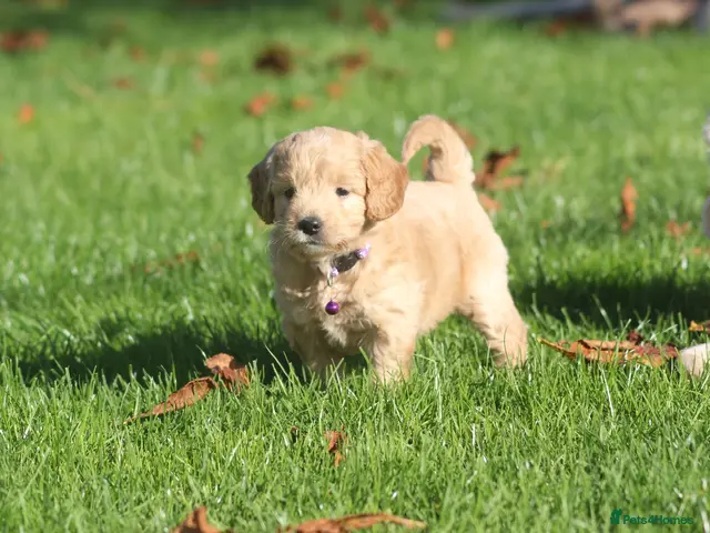 Mini Goldendoodle dogs for sale: Beautiful F1 Goldendoodles - Advert 2