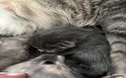 Domestic Shorthair cats for sale: Beautiful girl kittens available - Image 16