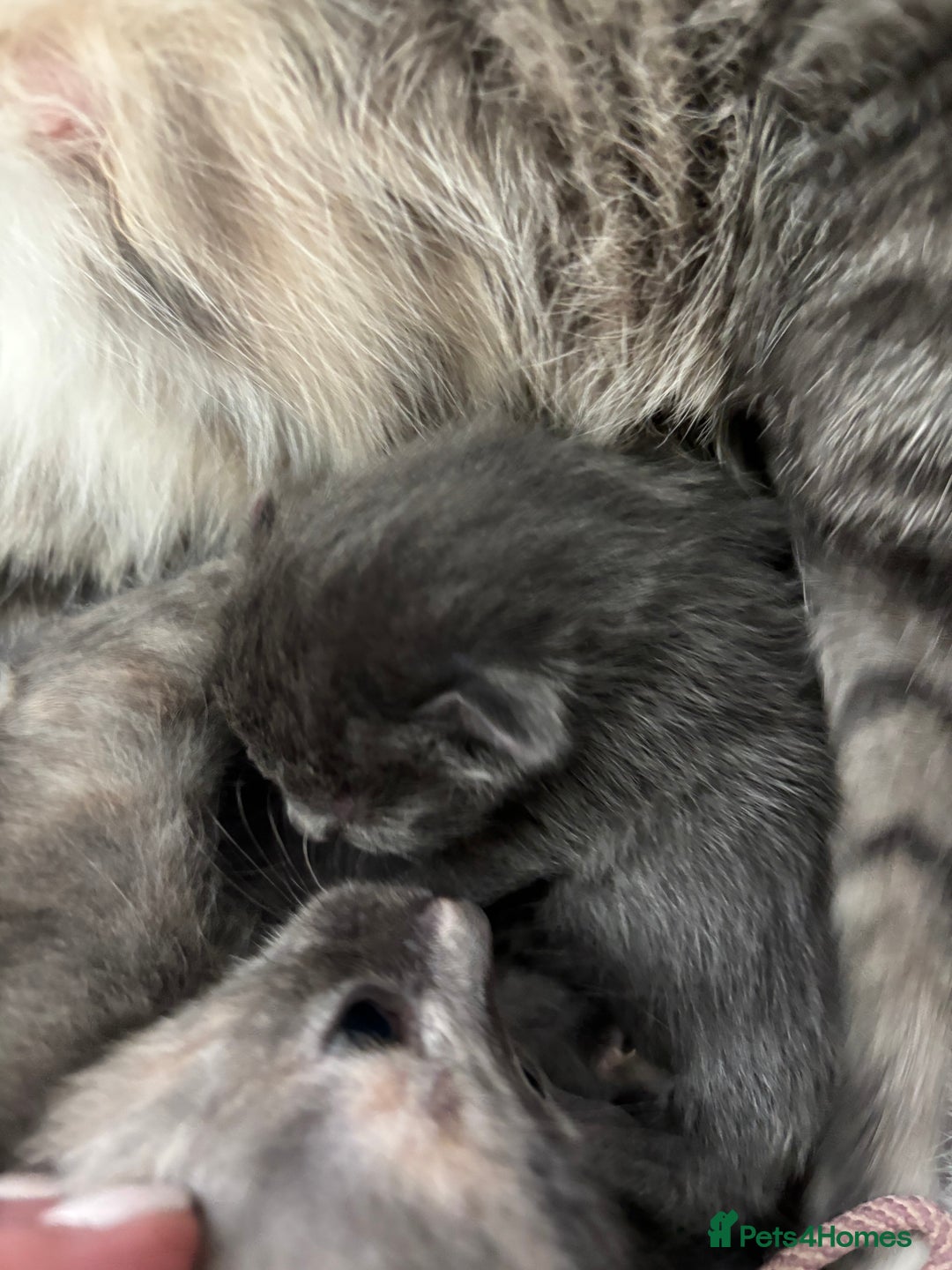 Domestic Shorthair cats for sale: Beautiful girl kittens available - Image 16