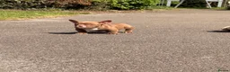 American Bully dogs for sale: Nano bullys micro bully’s  - Advert 15