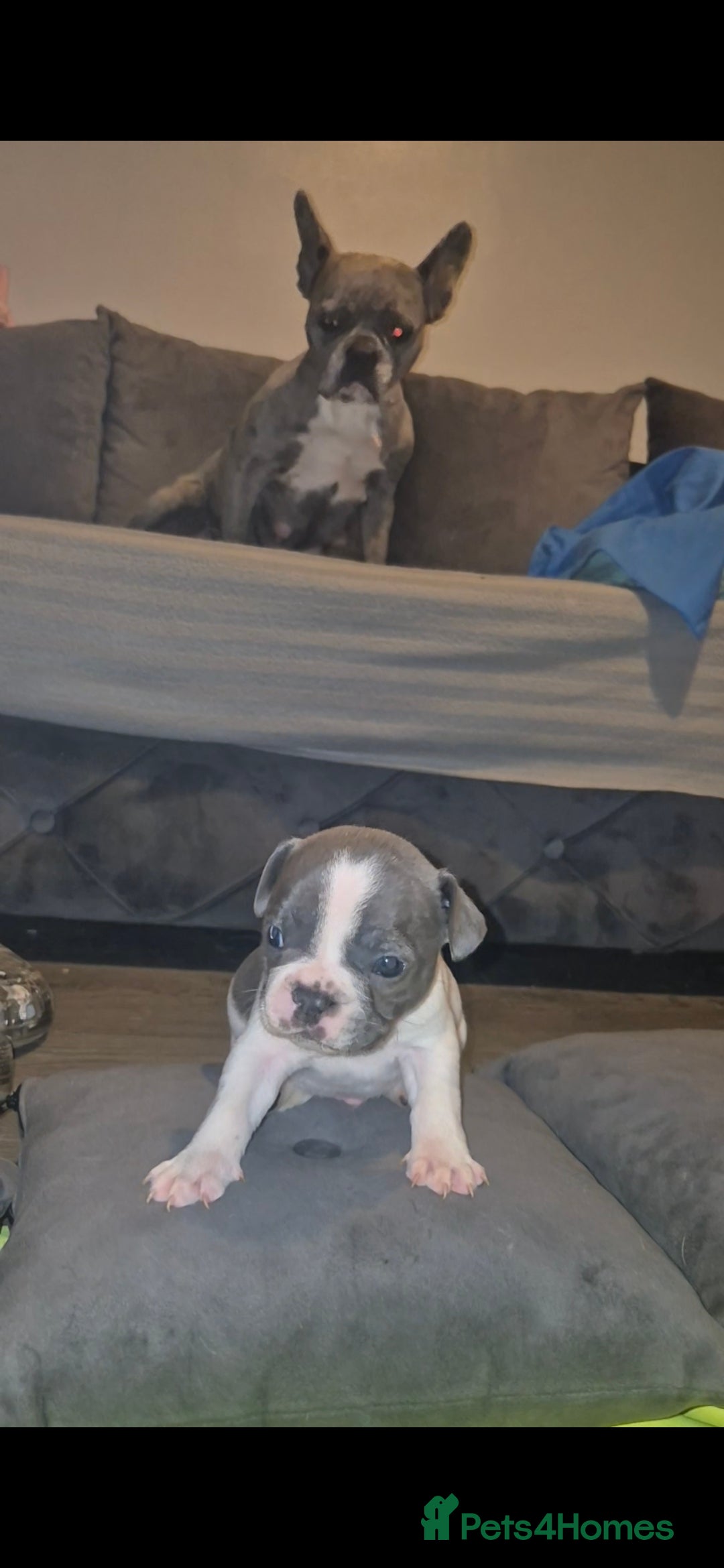 French Bulldog dogs for sale: DWKC beautiful French bulldogs prices negotiable - Advert 24