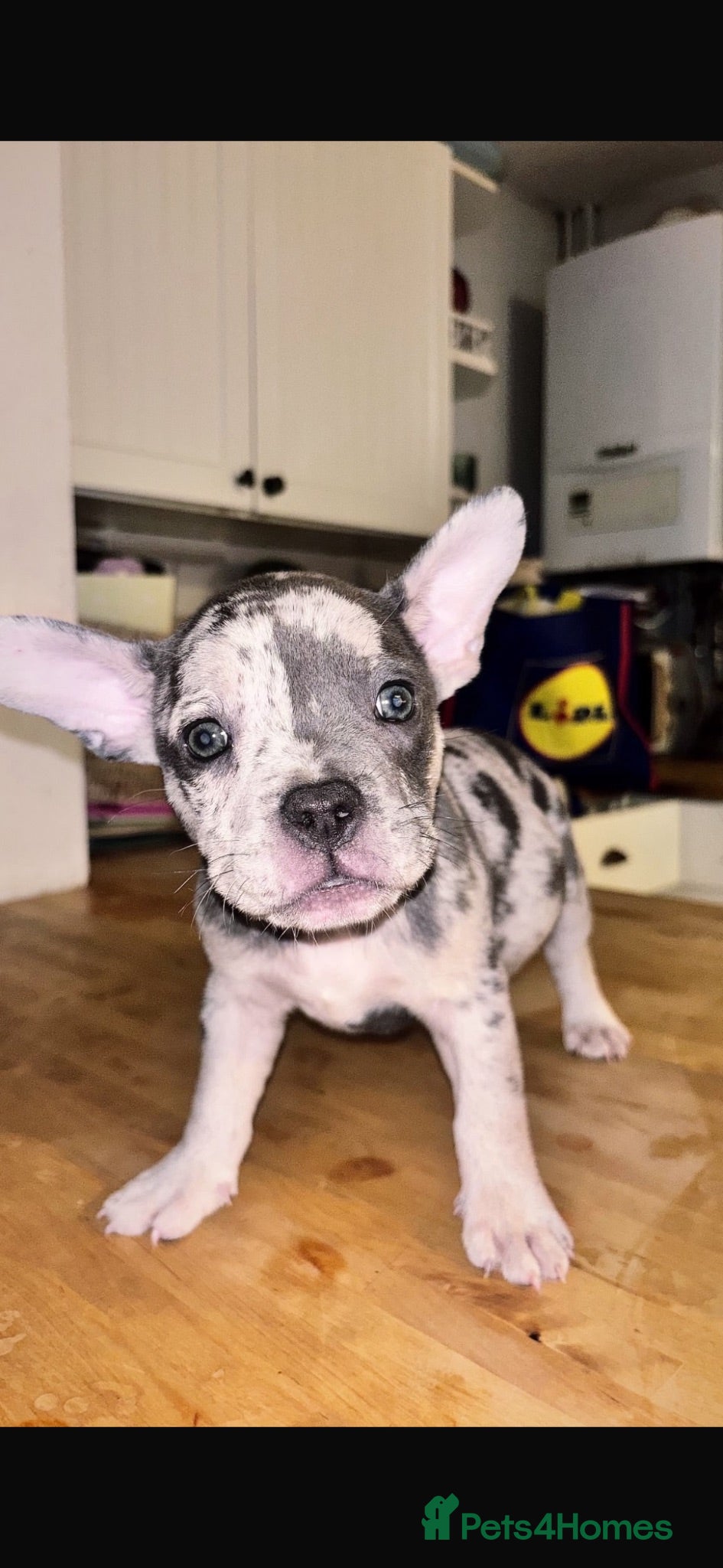 Mixed Breed dogs French bulldog x pocket bully - Advert 1