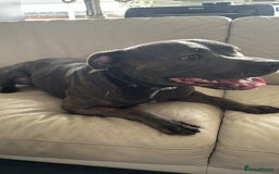 Staffordshire Bull Terrier dogs for stud: Stunning kc reg Staffordshire bull terrier stud  - Image 1