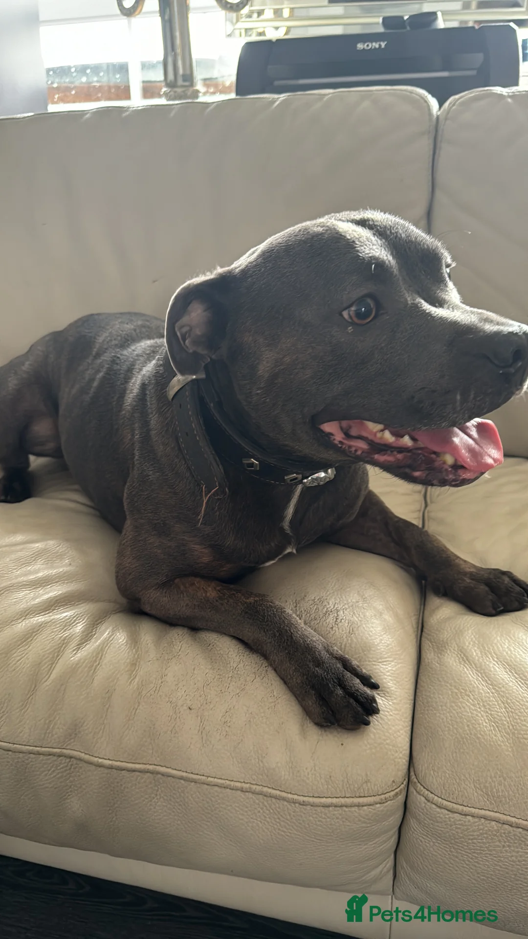 Staffordshire Bull Terrier dogs for stud: Stunning kc reg Staffordshire bull terrier stud  - Advert 2