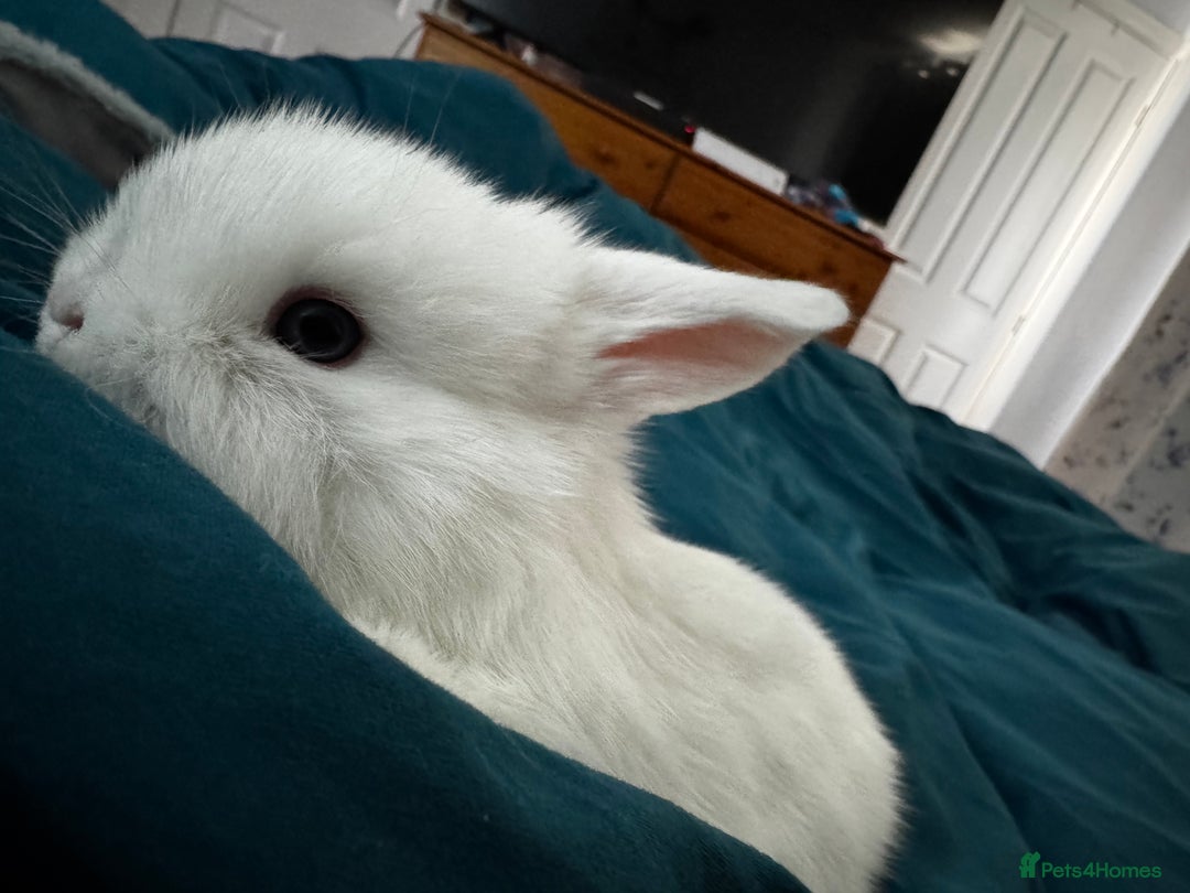Mini Lop rabbits for sale: Mini Lop bunnies for sale  - Advert 33
