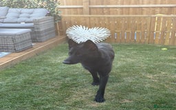 Mixed Breed dogs for sale: Storm 1 year old  - Image 3