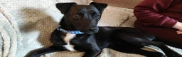 Mixed Breed dogs for adoption: Dobby - Advert 1