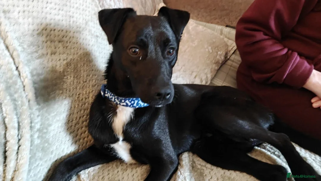 Mixed Breed dogs for adoption: Dobby - Advert 1