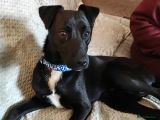 Mixed Breed dogs Dobby - Advert 1