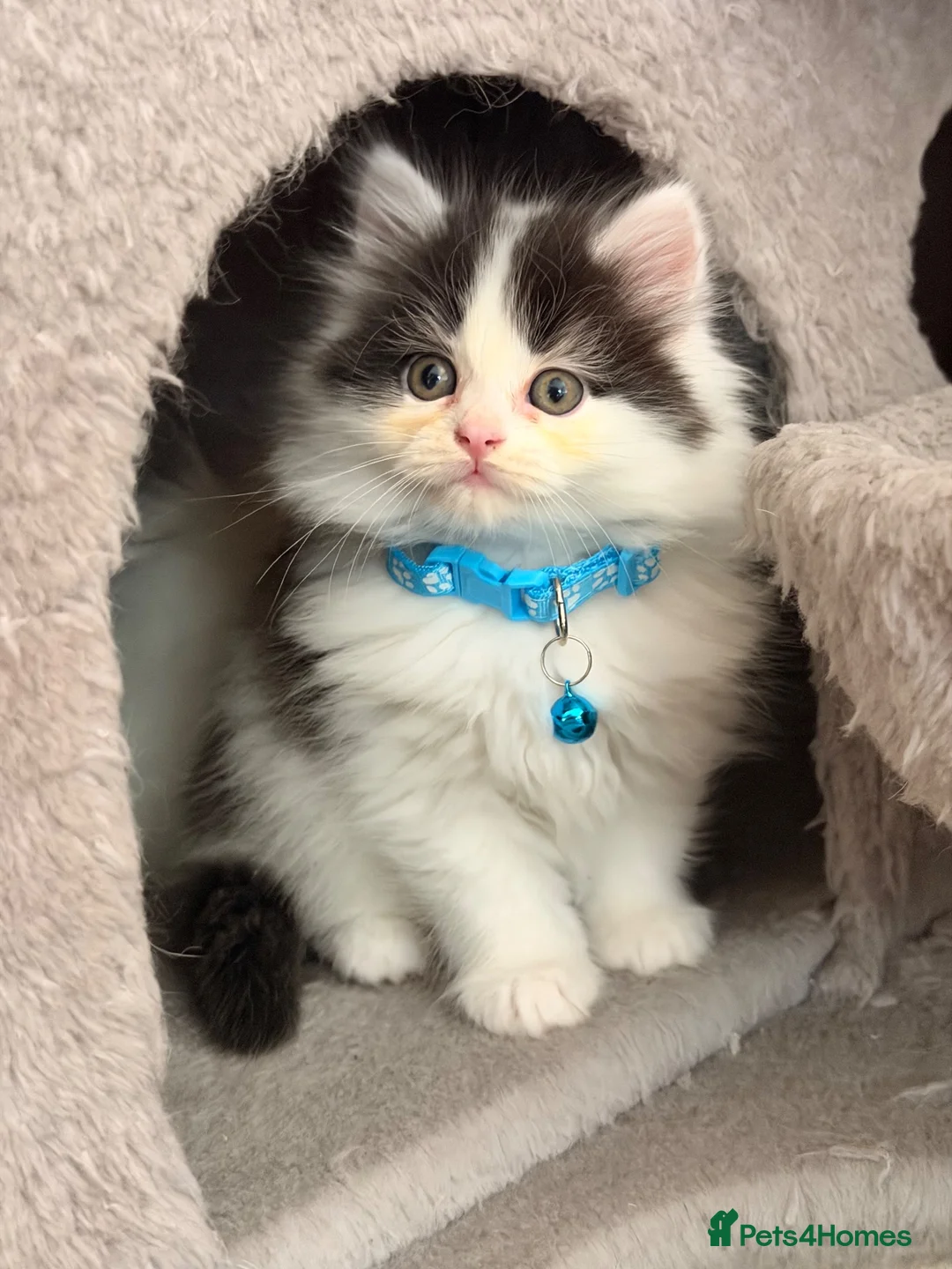 Mixed Breed cats for sale: Fluffy Persian Chinchilla × Turkish Angora Kittens - Advert 1