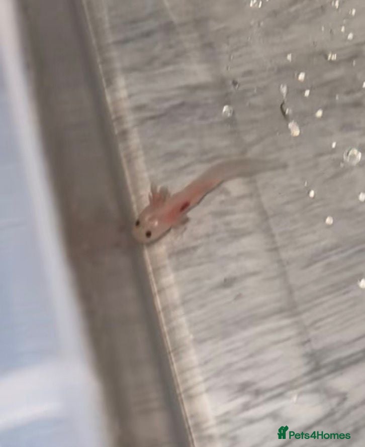 Axolotl reptiles Leustic axoltol  - Advert 8