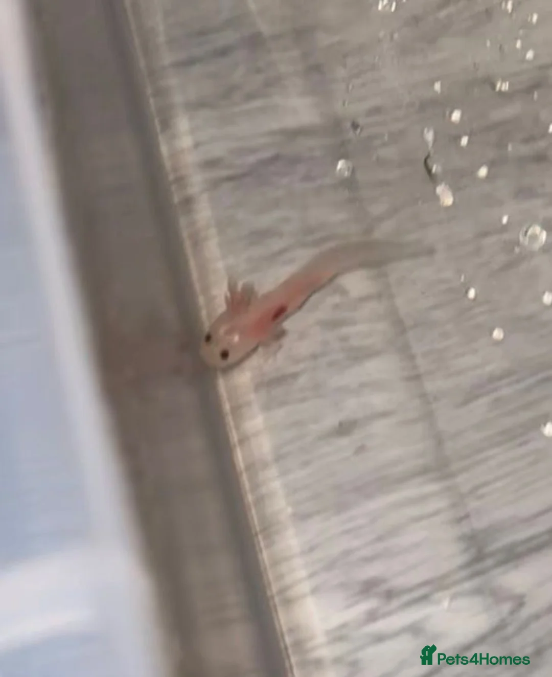 Axolotl reptiles for sale: Leustic axoltol  in Middlesbrough - Advert 1