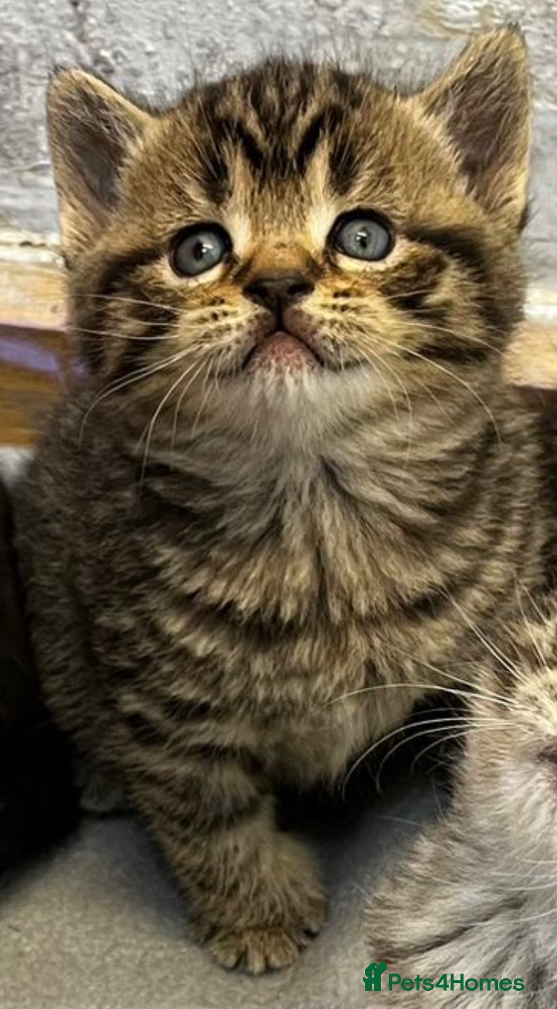 British Shorthair cats British shorthair Kittens - Advert 2