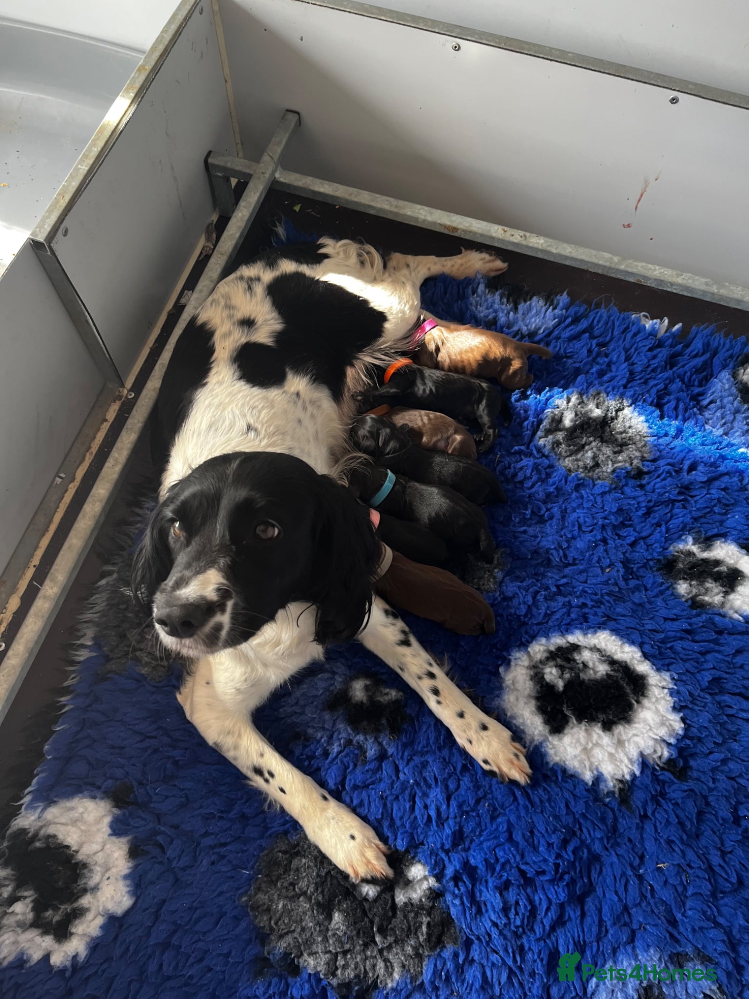 Sprocker dogs for sale: Fully health tested F1 working Sprocker spaniels  - Advert 1