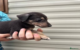 Mixed Breed dogs for sale: Beautiful puppies for sale!!!  - Image 9