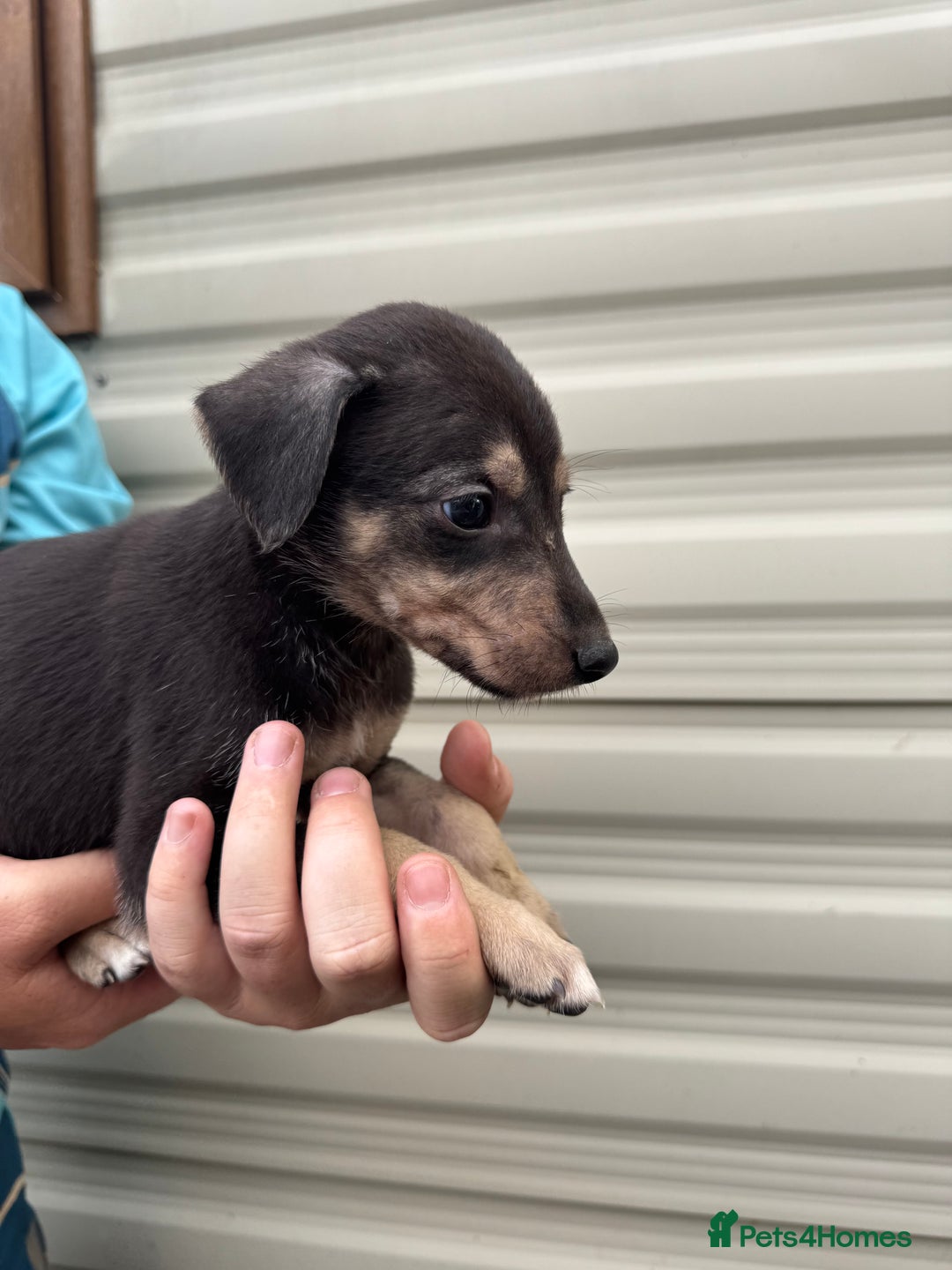 Mixed Breed dogs for sale: Beautiful puppies for sale!!!  - Image 9