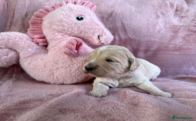 Mini Goldendoodle dogs - Advert 3