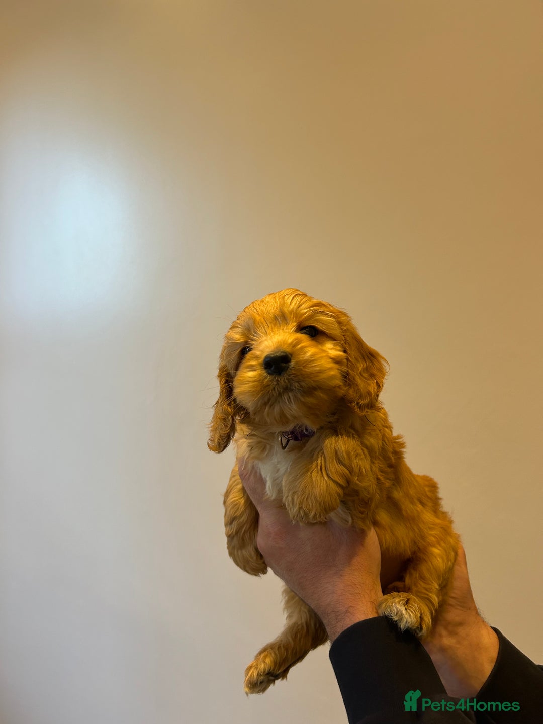 Cockapoo dogs for sale: Cockapoo puppies f1 gorgeous little babys - Advert 6