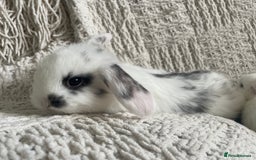 Mini Lop rabbits for sale: Mini lop babies available  - Image 27
