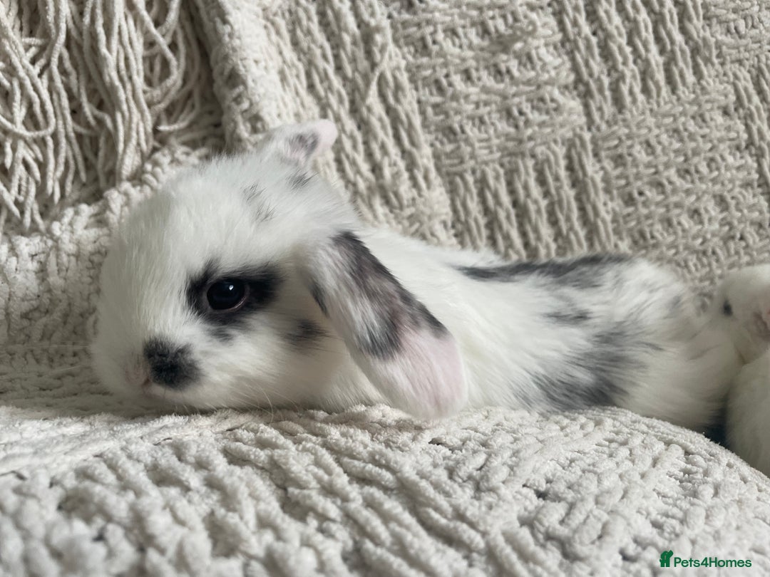 Mini Lop rabbits for sale: Mini lop babies available  - Image 27