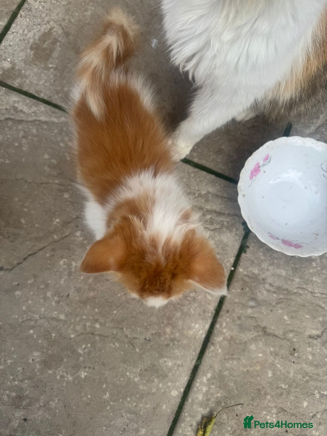 Domestic Shorthair cats for sale: Kittens For Sale – Ready to Join Your Home! - Image 10