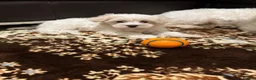 Maltese dogs for sale: My little girl - Advert 5
