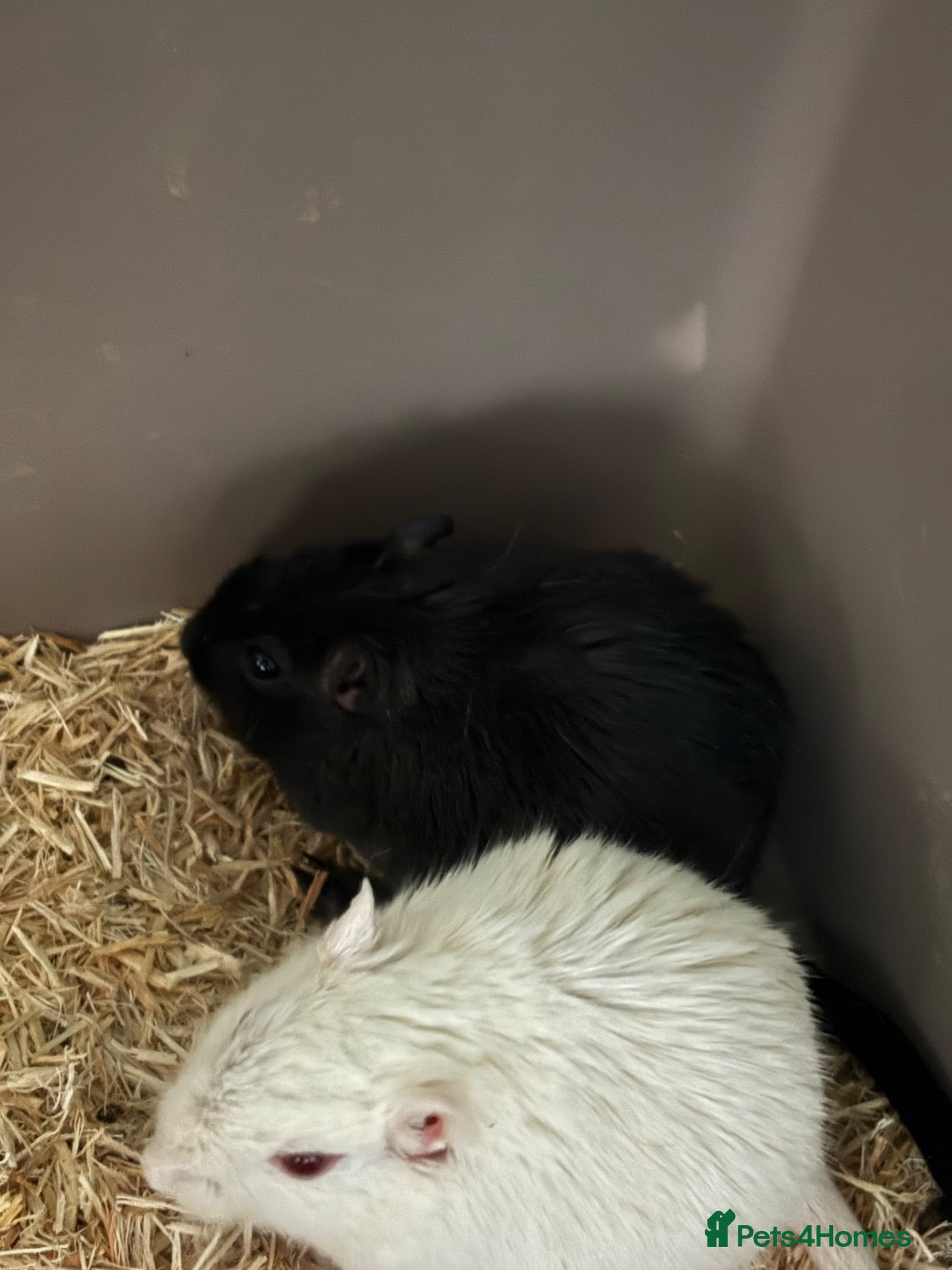 Gerbil rodents Gerbils - Advert 1