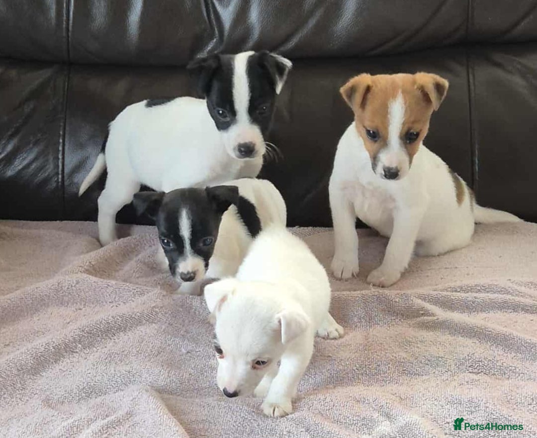 Jack Russell dogs for sale: jack russell pups - Image 4