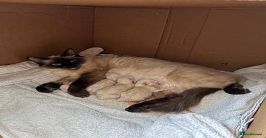 Ragdoll cats - Advert 3