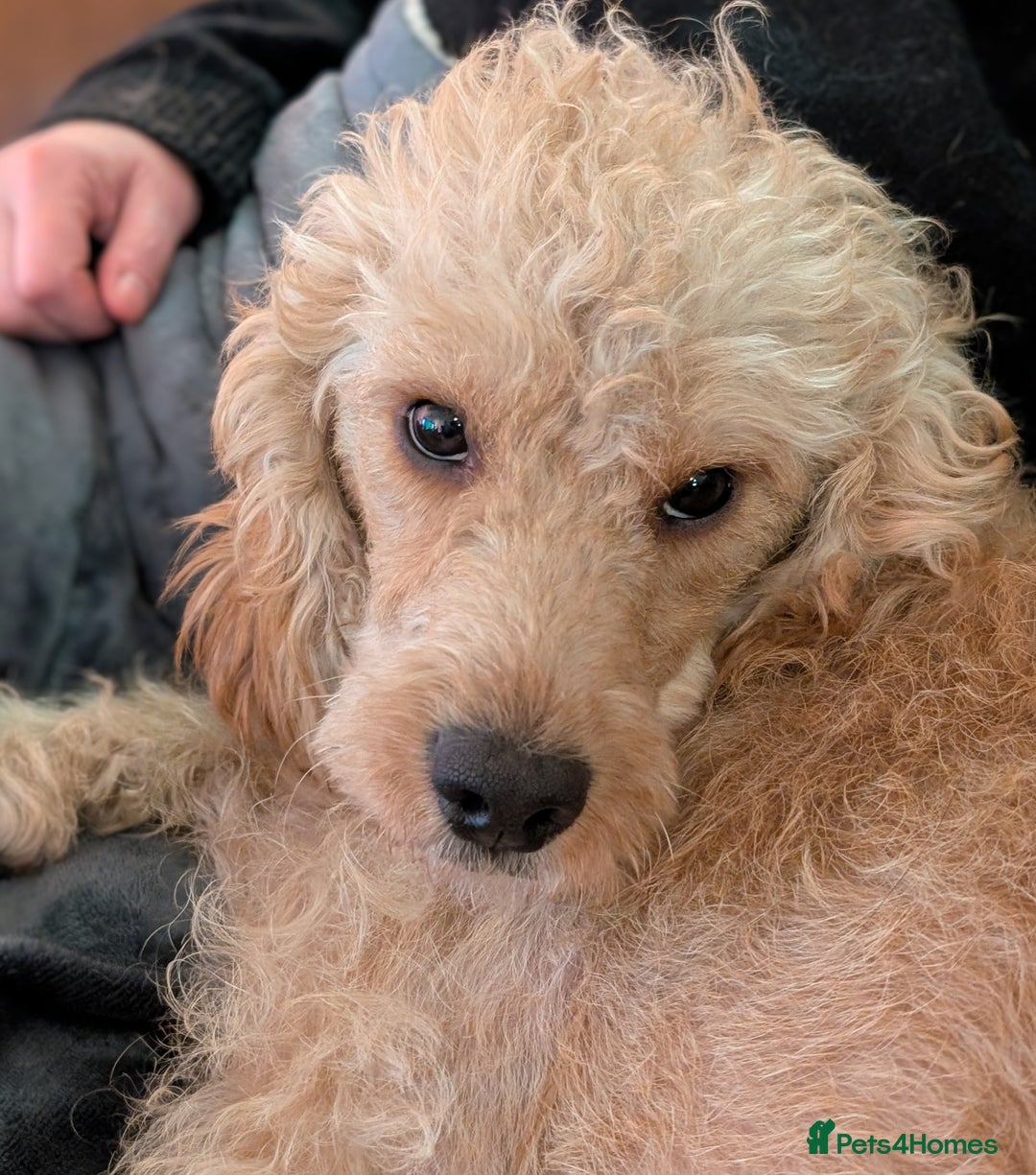 Australian Labradoodle dogs for sale: Ready Now !  Miniature Australian Labradoodles - Image 9