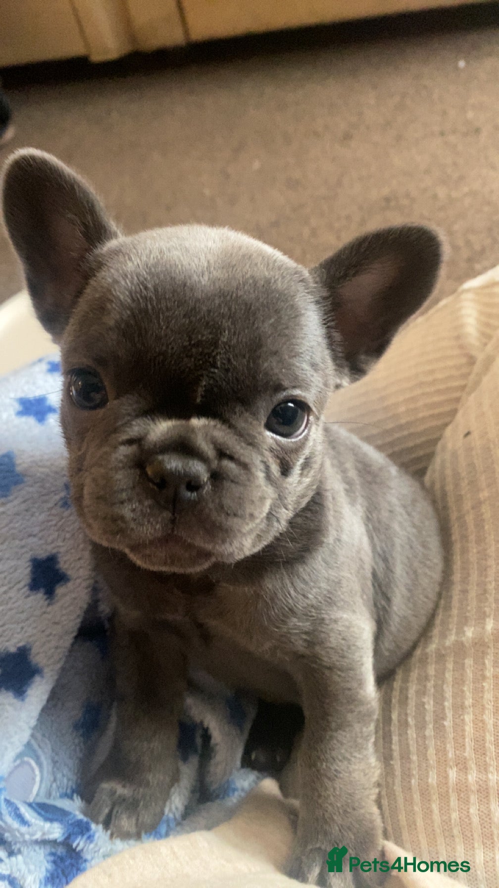 French Bulldog dogs french bulldog blue  - Advert 14