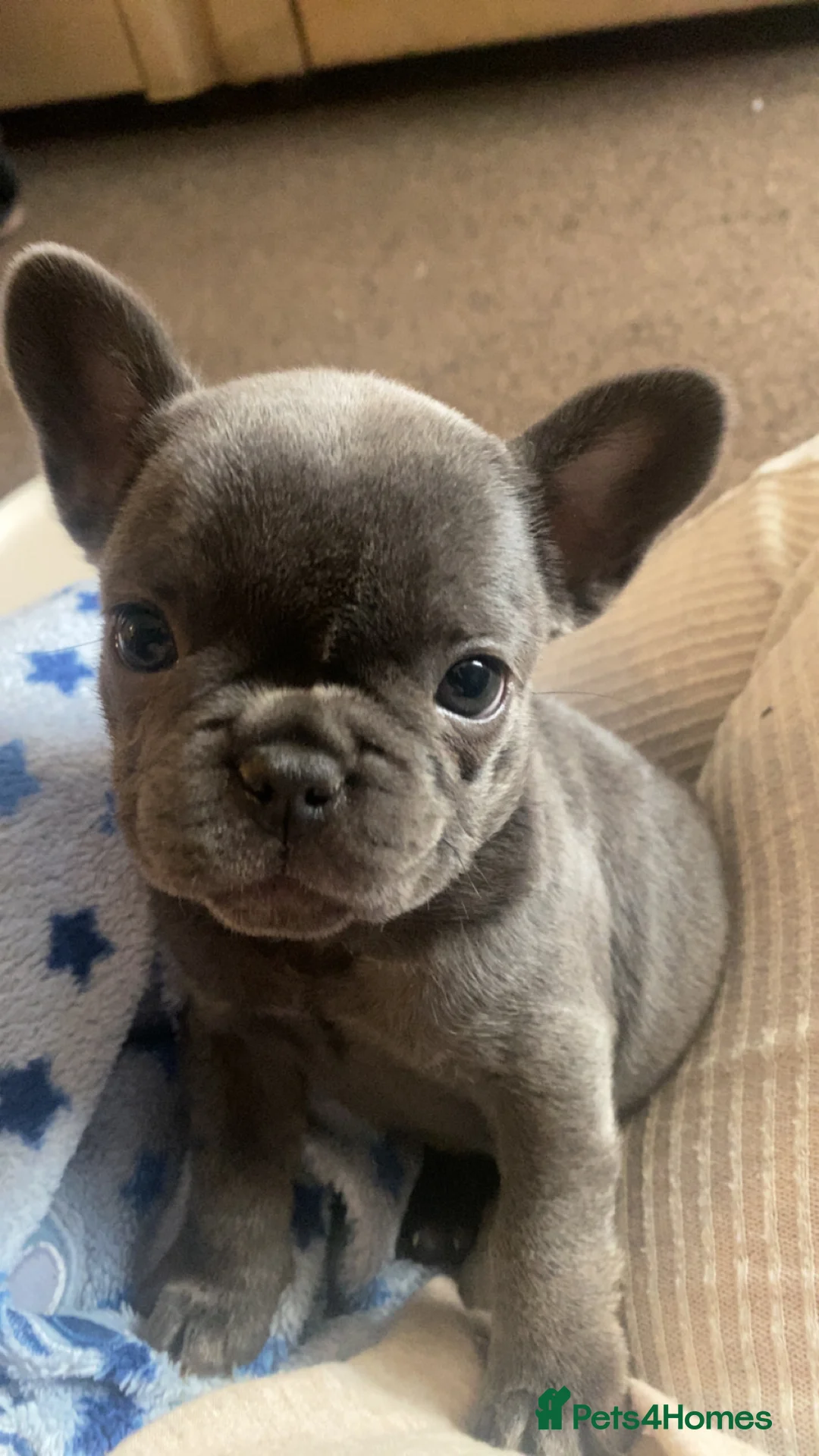 French Bulldog dogs for sale: french bulldog blue  - Advert 1