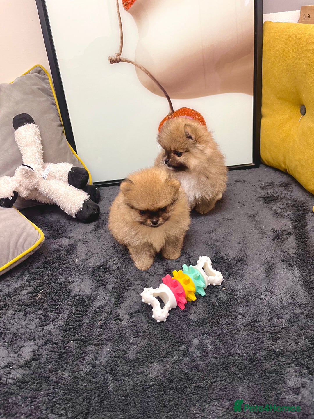 Pomeranian dogs for sale: 🔥🔝 Quality 🏆Championship 🧸Teddy Bears - Advert 13