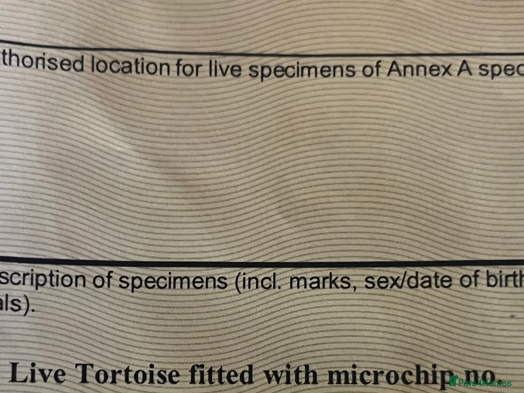 Hermann Tortoise reptiles for sale: Herman Tortoise - 10yrs old - Advert 5