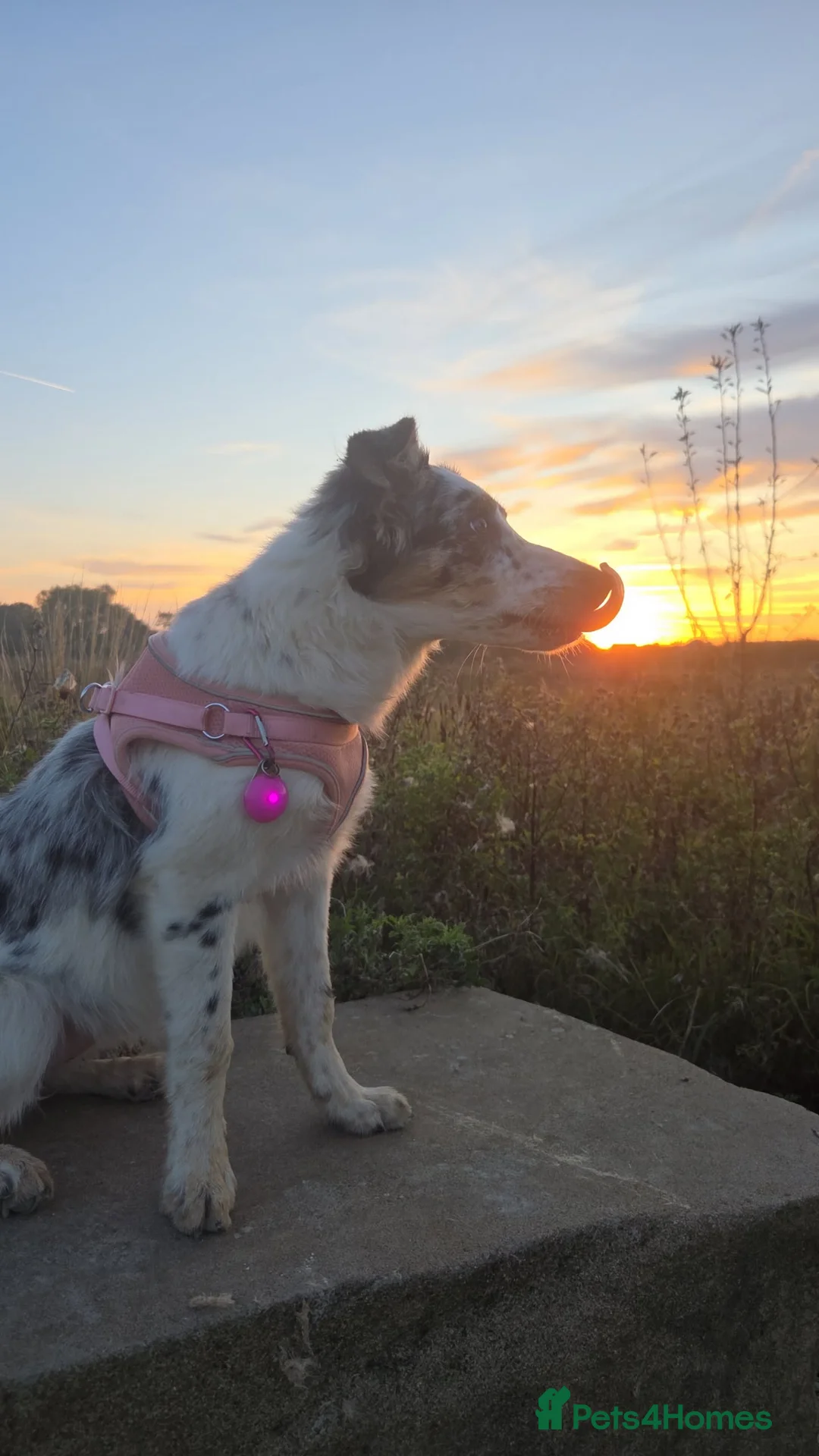 Border Collie dogs for sale: Female border collie - Advert 2