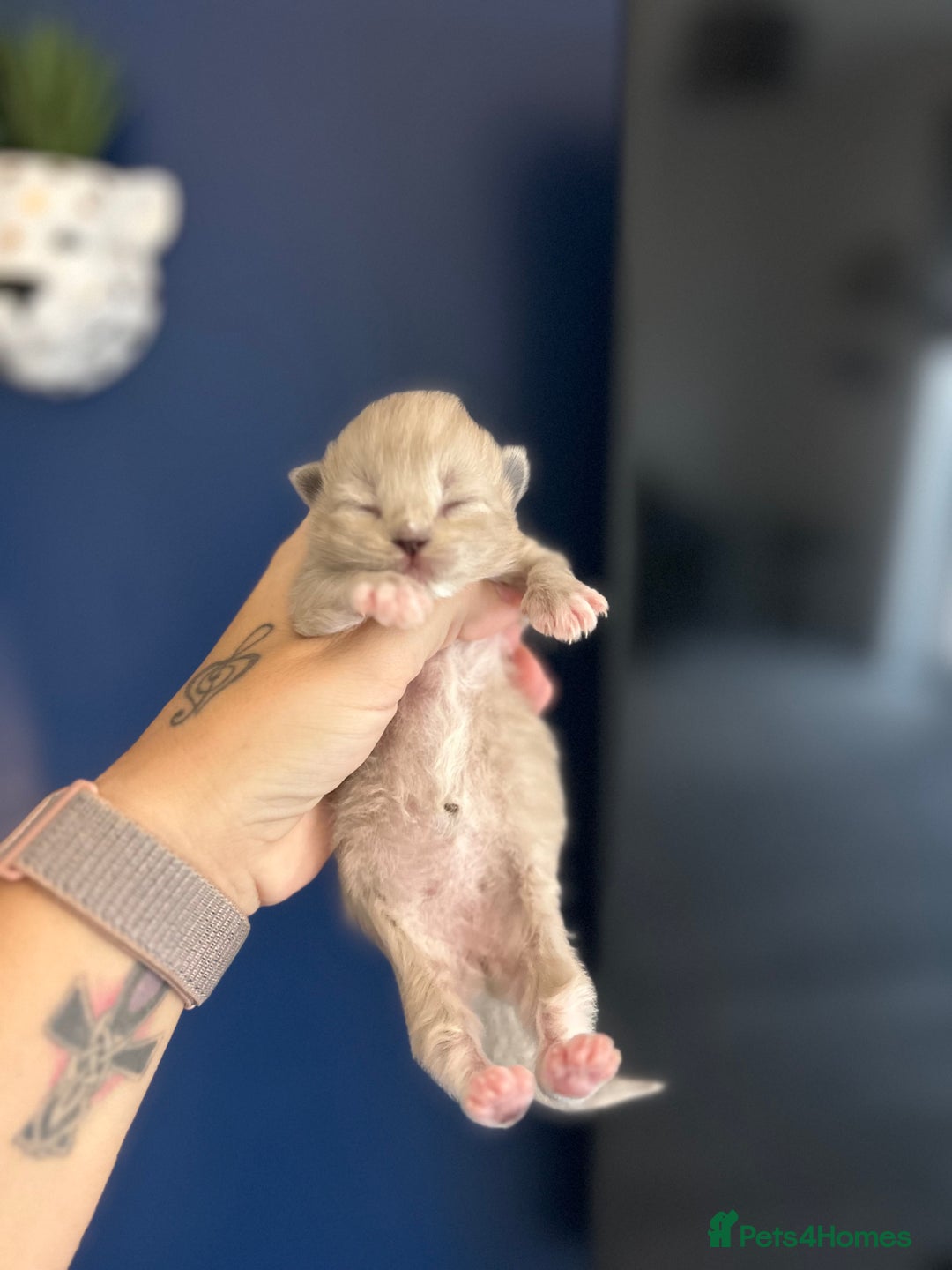 Ragdoll cats for sale: 4 beautiful Ragdolls for sale  - Image 4
