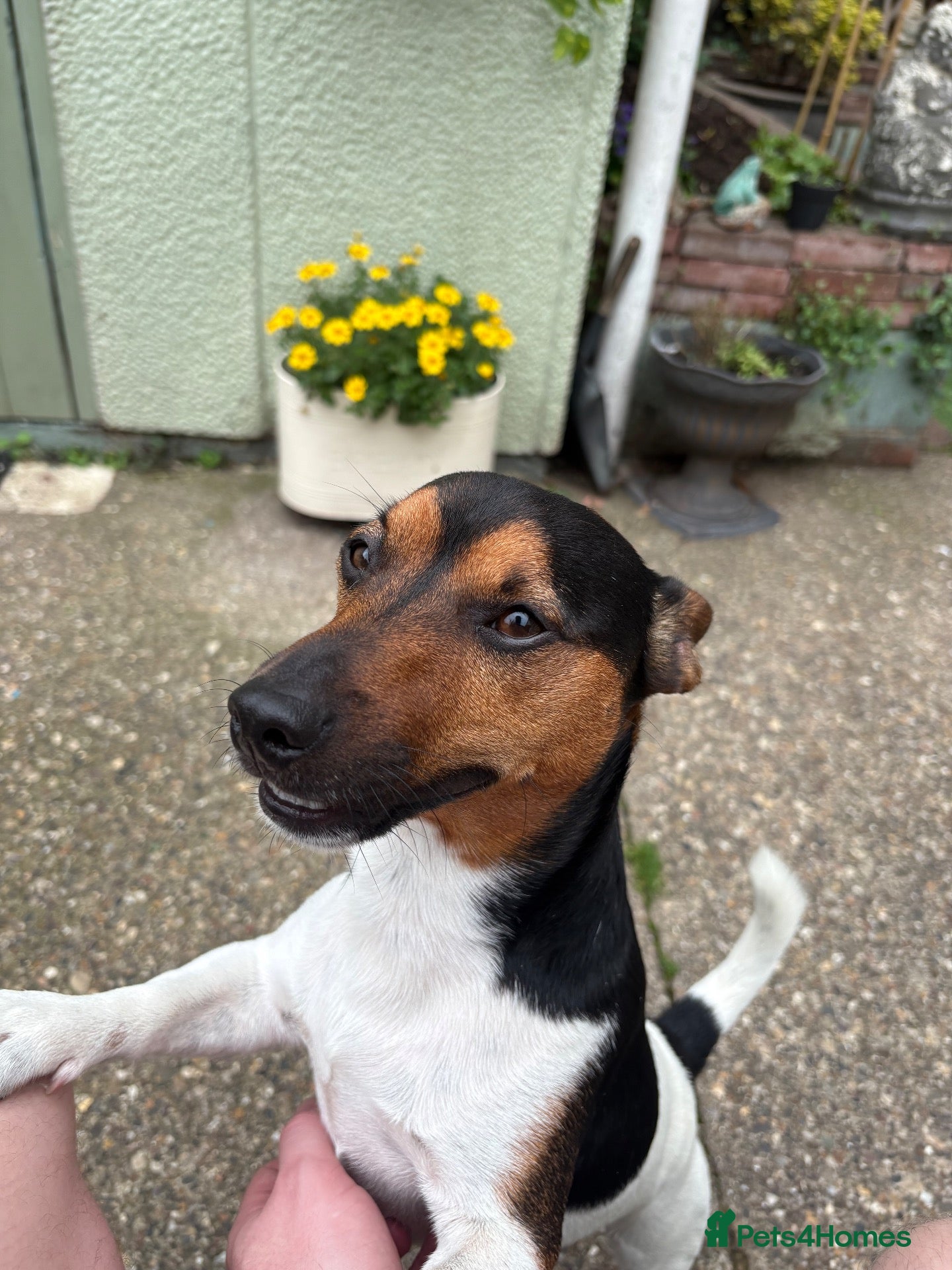 Jack Russell dogs Jax the Jack Russell - Advert 7