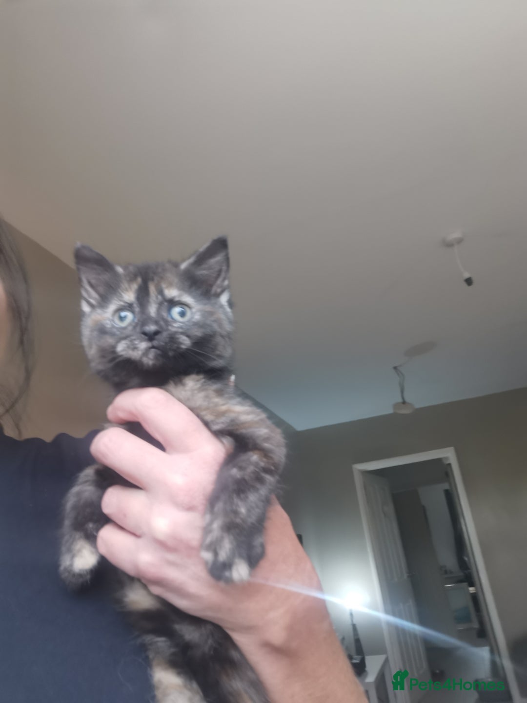 Persian cats for sale: Beautiful  silver shaded chinchilla Persian x bsh - Advert 2