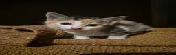 Mixed Breed cats for sale: 5 beautiful kittens  in Witham - Advert 2