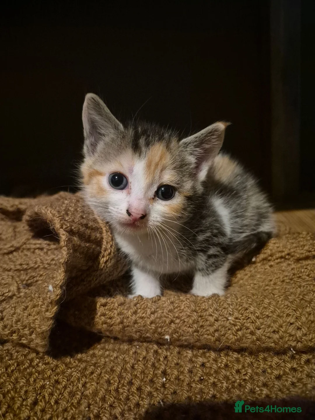 Mixed Breed cats for sale: 5 beautiful kittens  in Witham - Advert 2