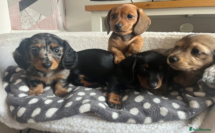Miniature Dachshund dogs - Advert 5