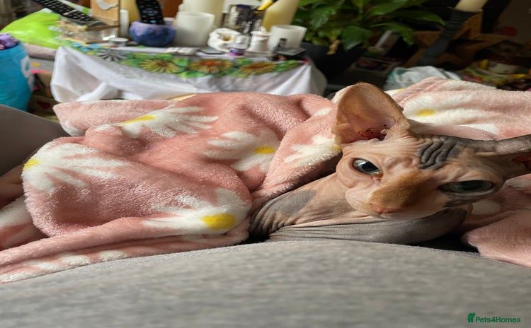 Sphynx cats - Advert 1