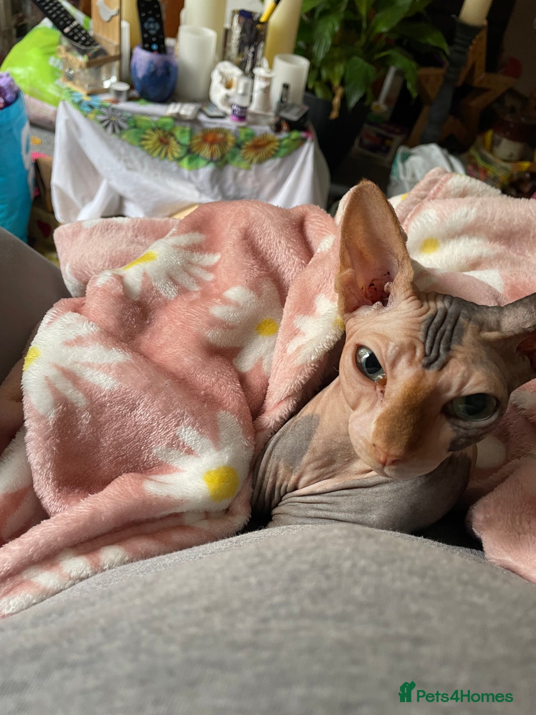 Sphynx cats for sale: Sphynx female 2 years old intact  - Image 1