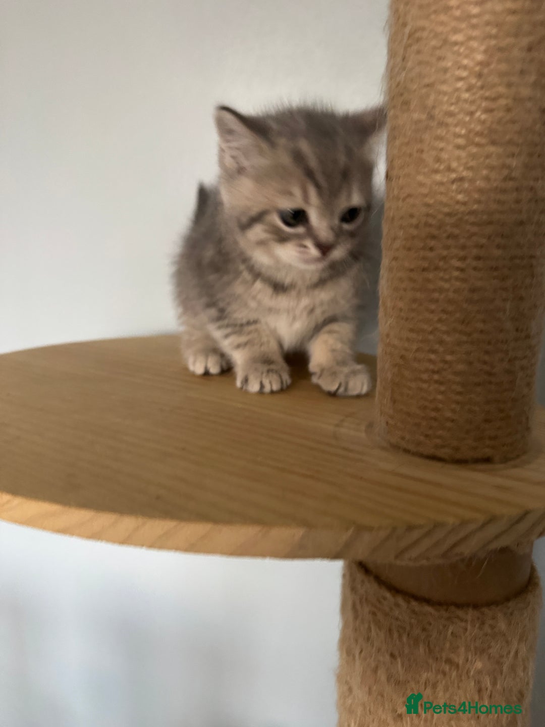 British Shorthair cats for sale: 2 Outstanding BSHLitter Chinchilla &Classic Lines) - Advert 15