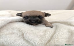 Jack Russell dogs for sale: Much Wenlock Jack Russell Pups  - Image 16