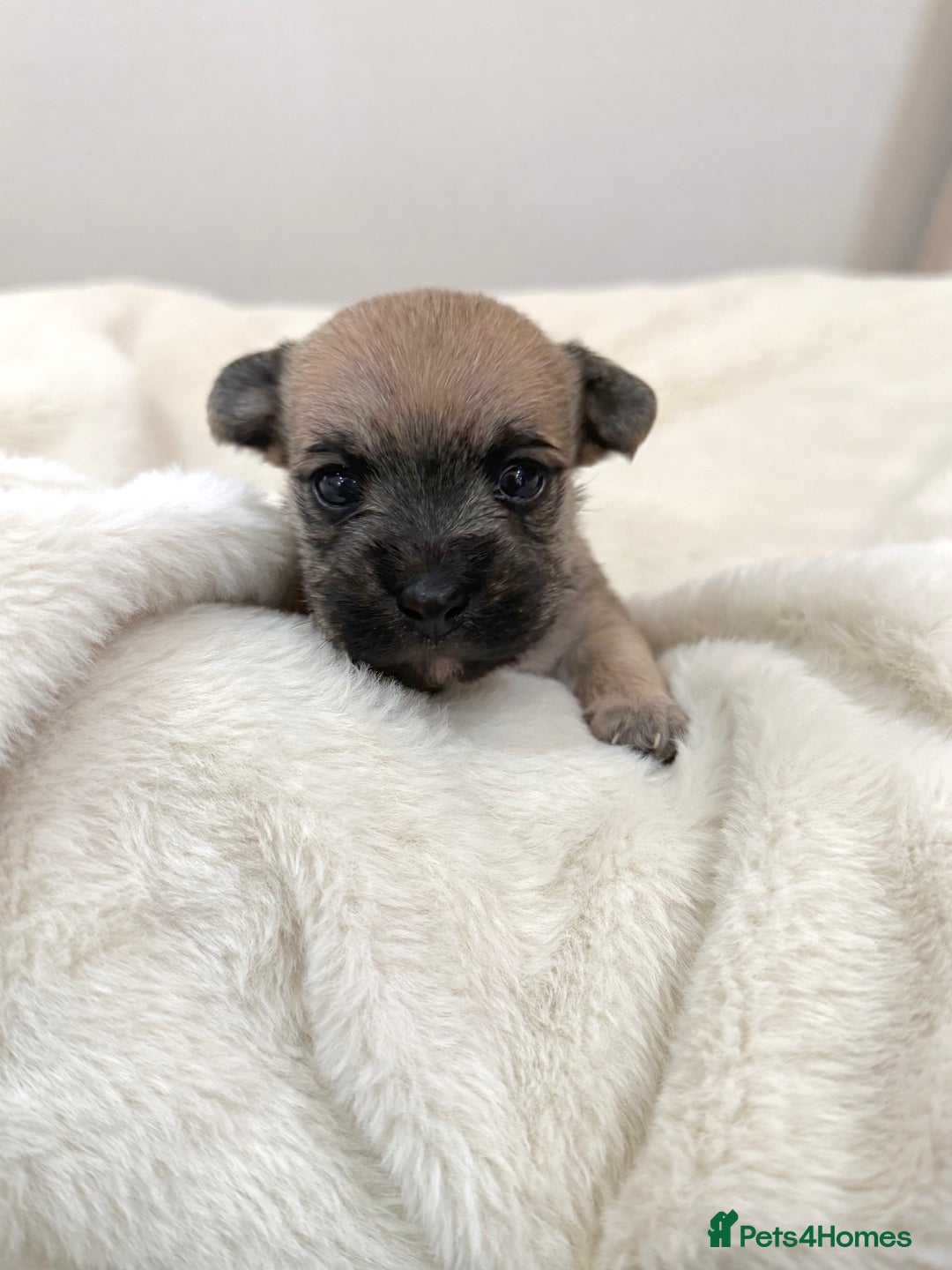 Jack Russell dogs for sale: Much Wenlock Jack Russell Pups  - Image 16