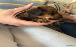 Dachshund dogs for sale: Sausage dogs  - Image 2