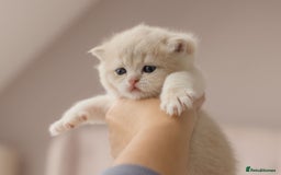 British Shorthair cats for sale: Chubby Golden Blue BSH girls - Image 27