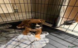 Boxer dogs for sale: 5 🌟 KC registered Boxer pups - Image 6